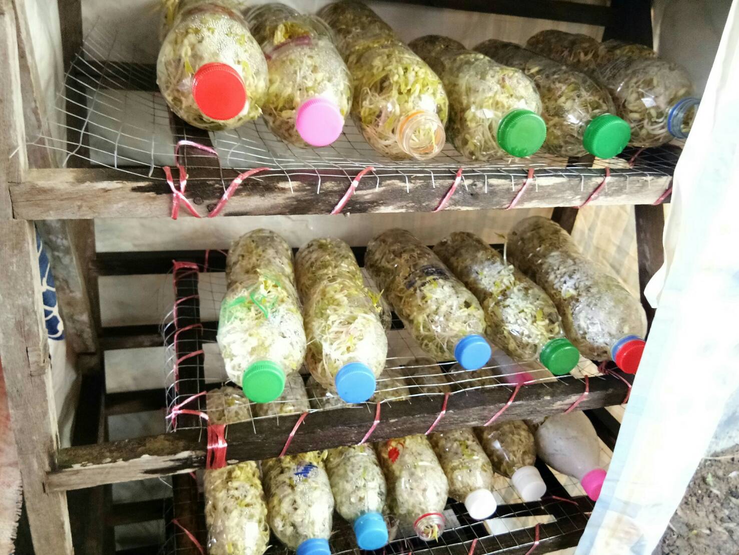 สพอ.ยะรัง ดำเนินงานโครงการสร้างสัมมาชีพชุมชนตามหลักปรัชญาของเศรษฐกิจพอเพียง