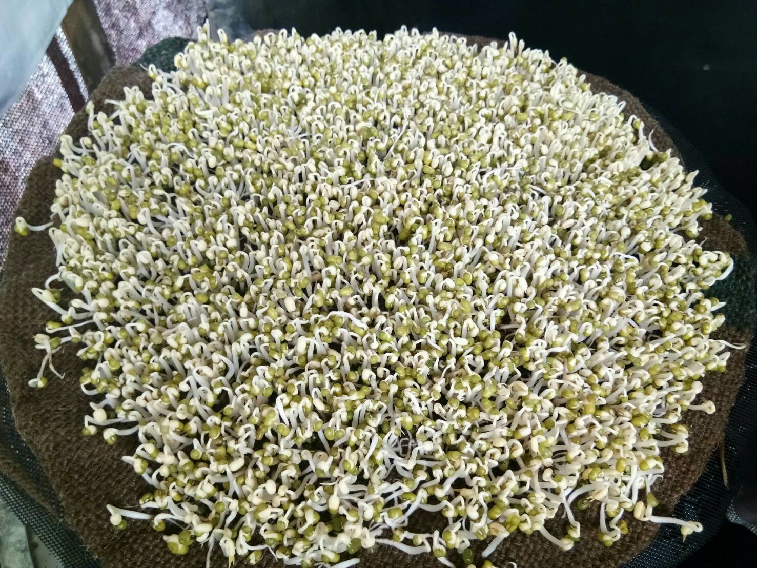 สพอ.ยะรัง ดำเนินงานโครงการสร้างสัมมาชีพชุมชนตามหลักปรัชญาของเศรษฐกิจพอเพียง