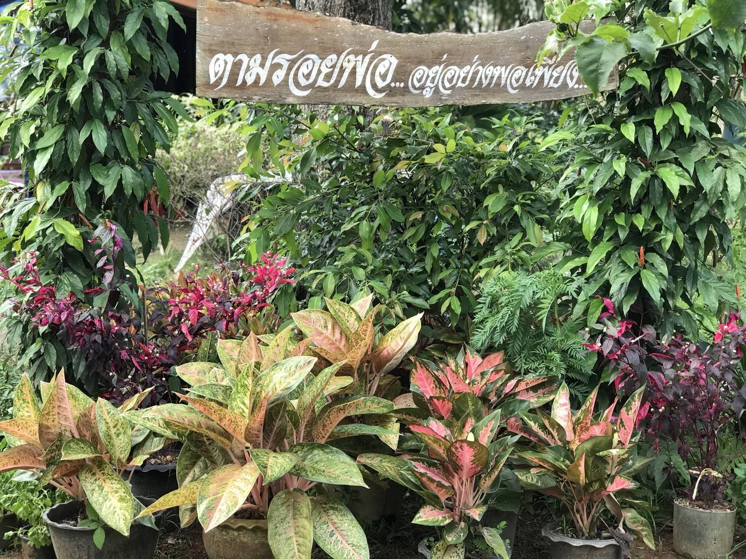 อ.แม่ลาน เตรียมความพร้อมรองรับโครงการท่องเที่ยวชุมชน “ปีท่องเที่ยวไทย เก๋ไก๋อย่างยั่งยืน”