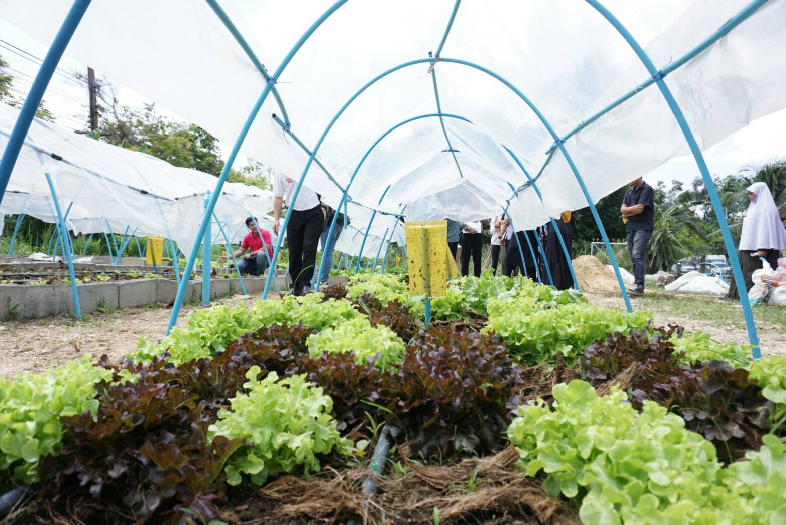 พช.ปัตตานี ร่วมกับ บริษัทประชารัฐรักสามัคคีปัตตานี (วิสาหกิจเพื่อสังคม) จำกัด  ลงพื้นที่ อ.ยะรัง และ อ.ทุ่งยางแดง