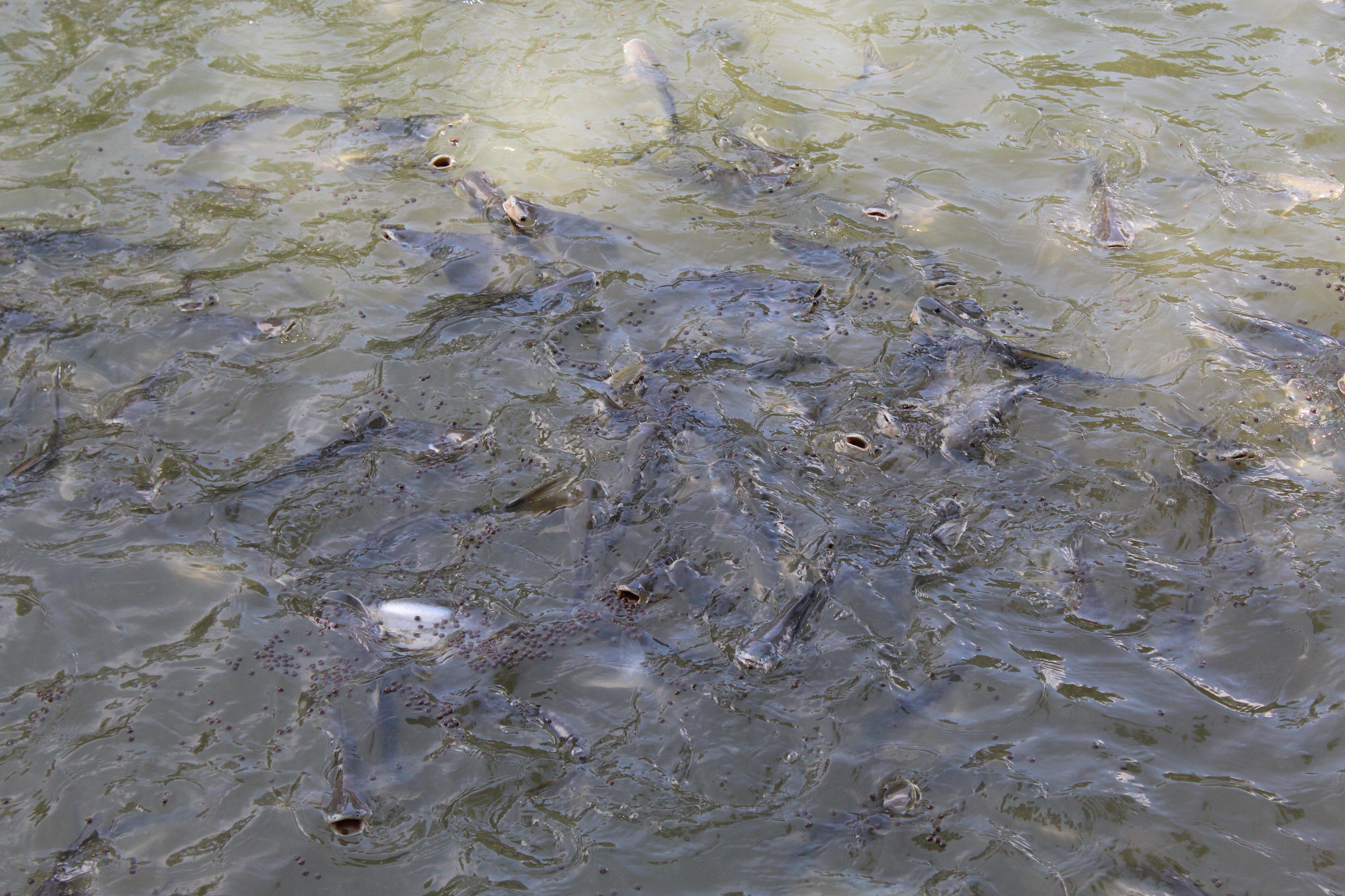 พช.ปัตตานี ลงพื้นที่ อ.หนองจิก เพื่อตรวจเยี่ยมผลการดำเนินงานฯ และคัดสรรพื้นที่เป้าหมายฯ ดีเด่น ปี 2561