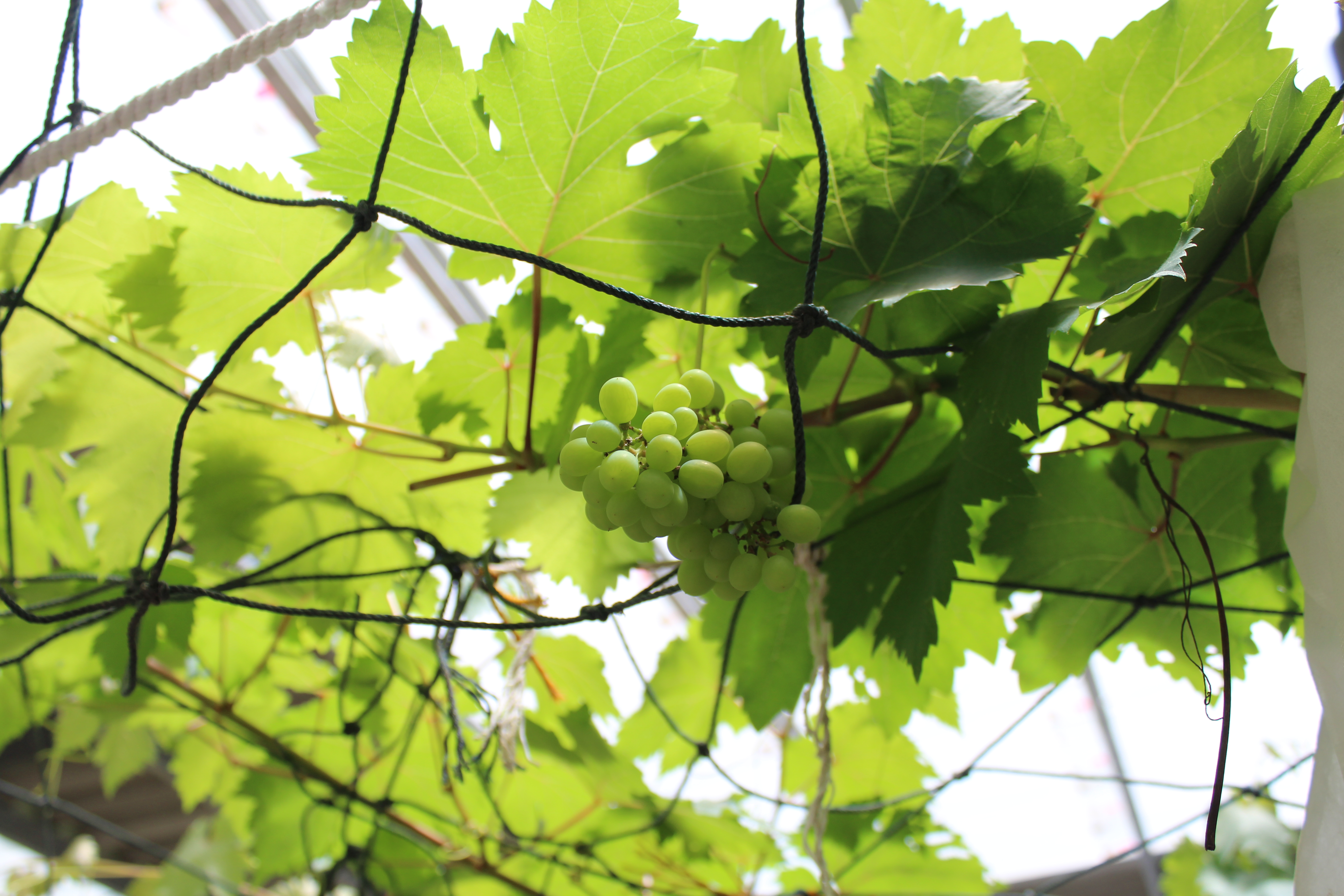 พช.ปัตตานี ลงพื้นที่ อ.ปะนาเระ เพื่อตรวจเยี่ยมผลการดำเนินงานฯ และคัดสรรพื้นที่เป้าหมายฯ ดีเด่น ปี 2561