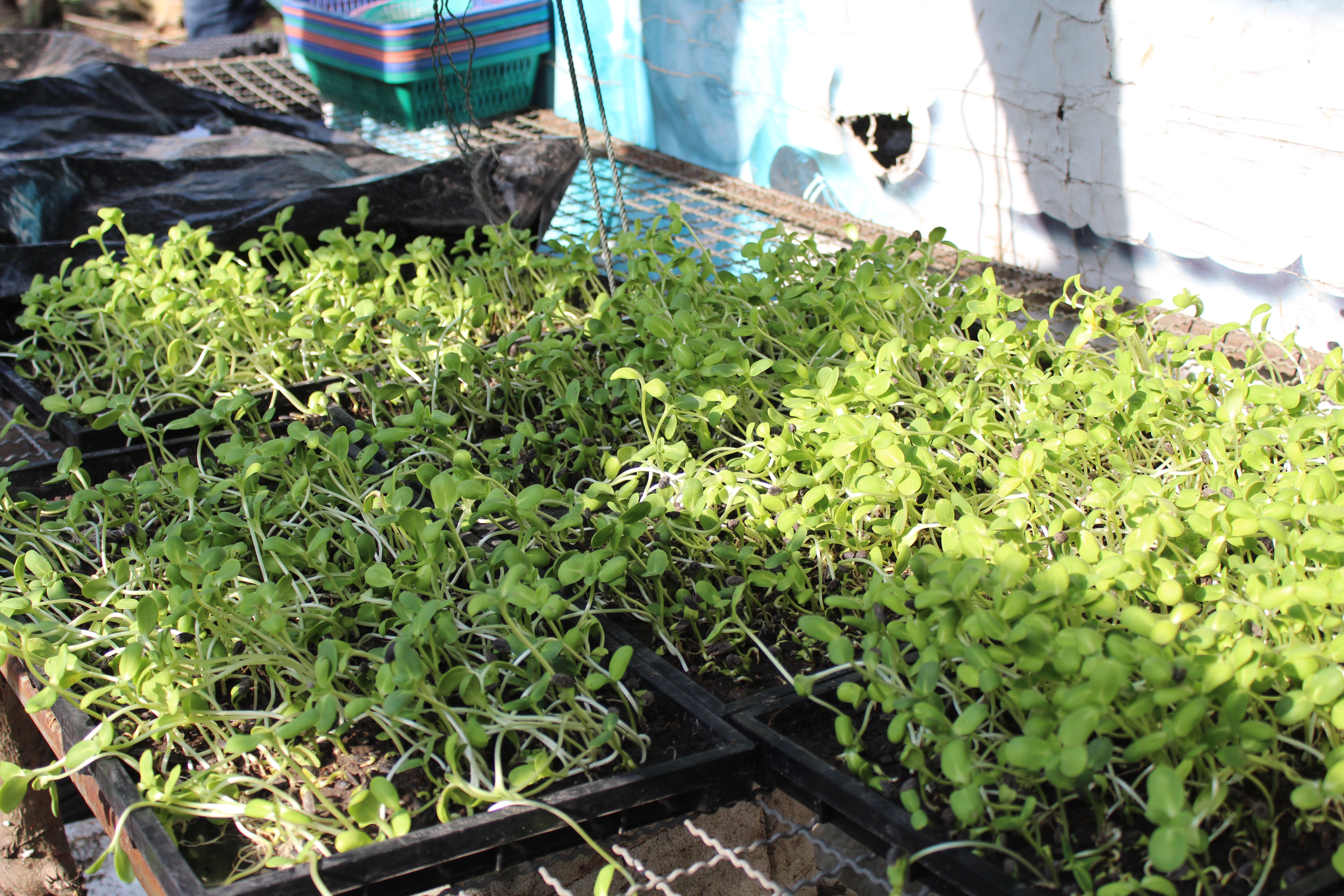 พช.ปัตตานี ลงพื้นที่ อ.ยะหริ่ง เพื่อตรวจเยี่ยมผลการดำเนินงานฯ และคัดสรรพื้นที่เป้าหมายฯ ดีเด่น ปี 2561