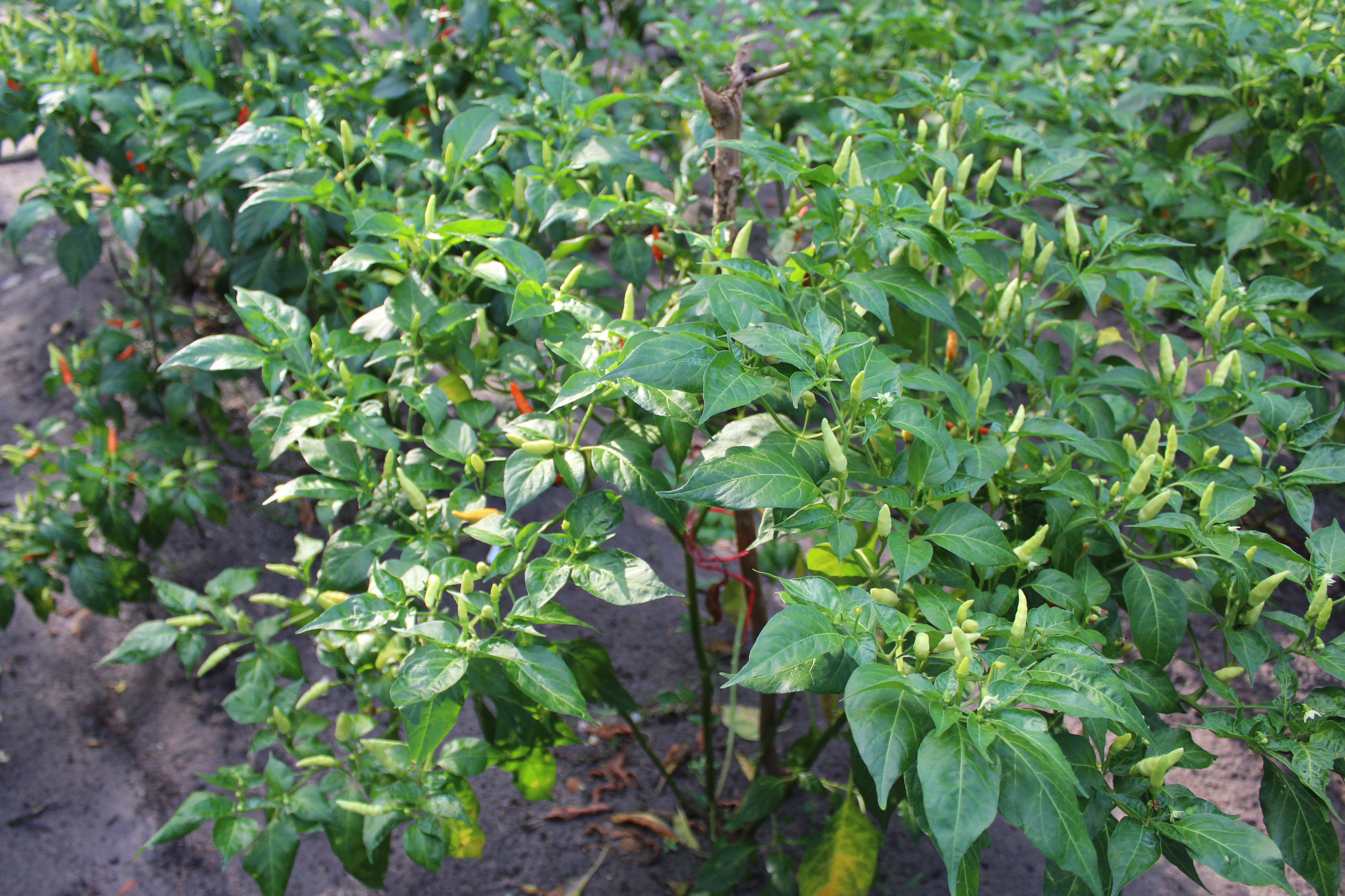 พช.ปัตตานี ลงพื้นที่ อ.ยะหริ่ง เพื่อตรวจเยี่ยมผลการดำเนินงานฯ และคัดสรรพื้นที่เป้าหมายฯ ดีเด่น ปี 2561