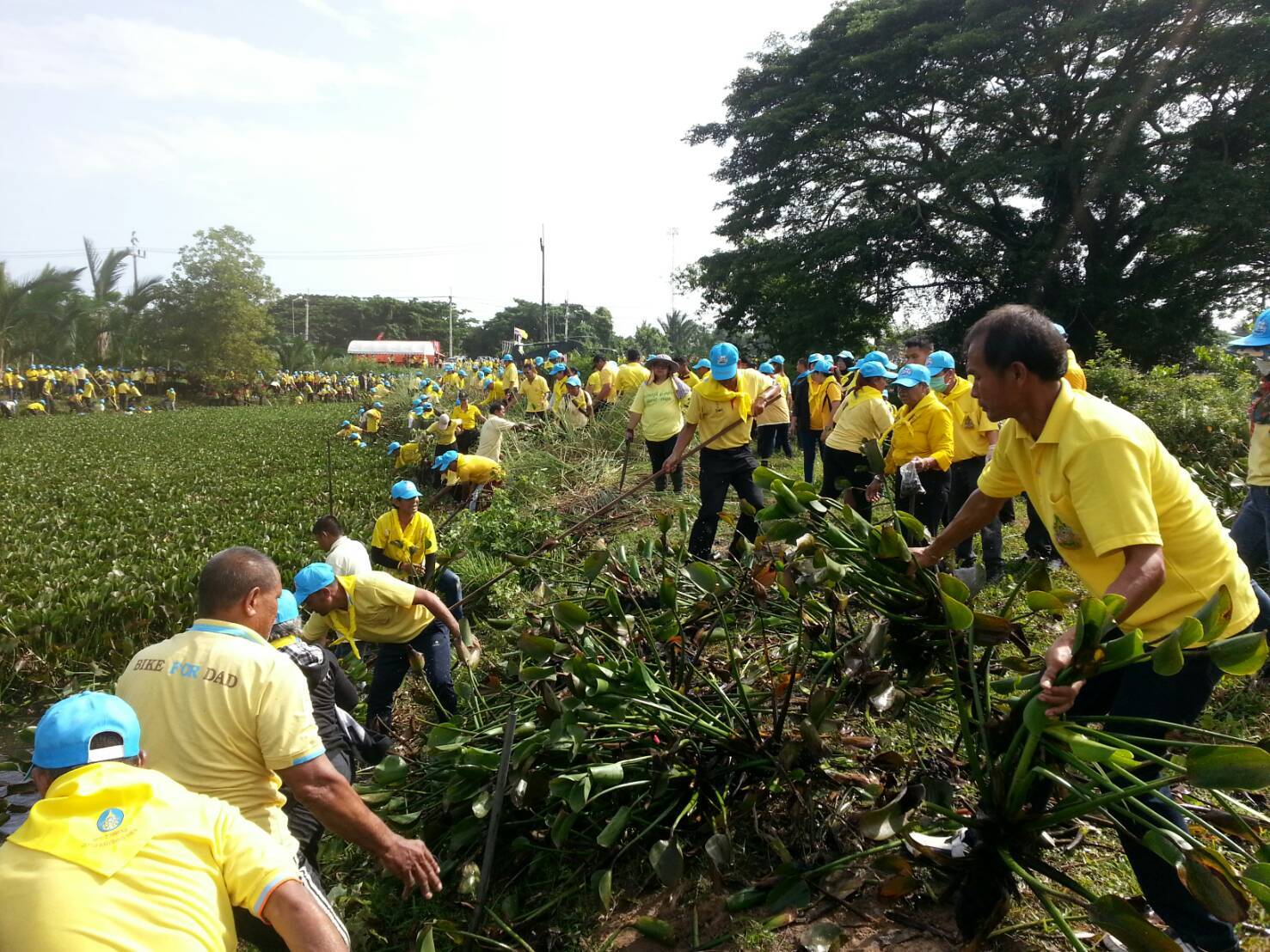 พช.ปัตตานี ร่วมกิจกรรมจิตอาสา “เราทำความ ดี ด้วยหัวใจ” กิจกรรมขุดลอกกำจัดวัชพืชผักตบชวา (คลองโลกาเยาะ)