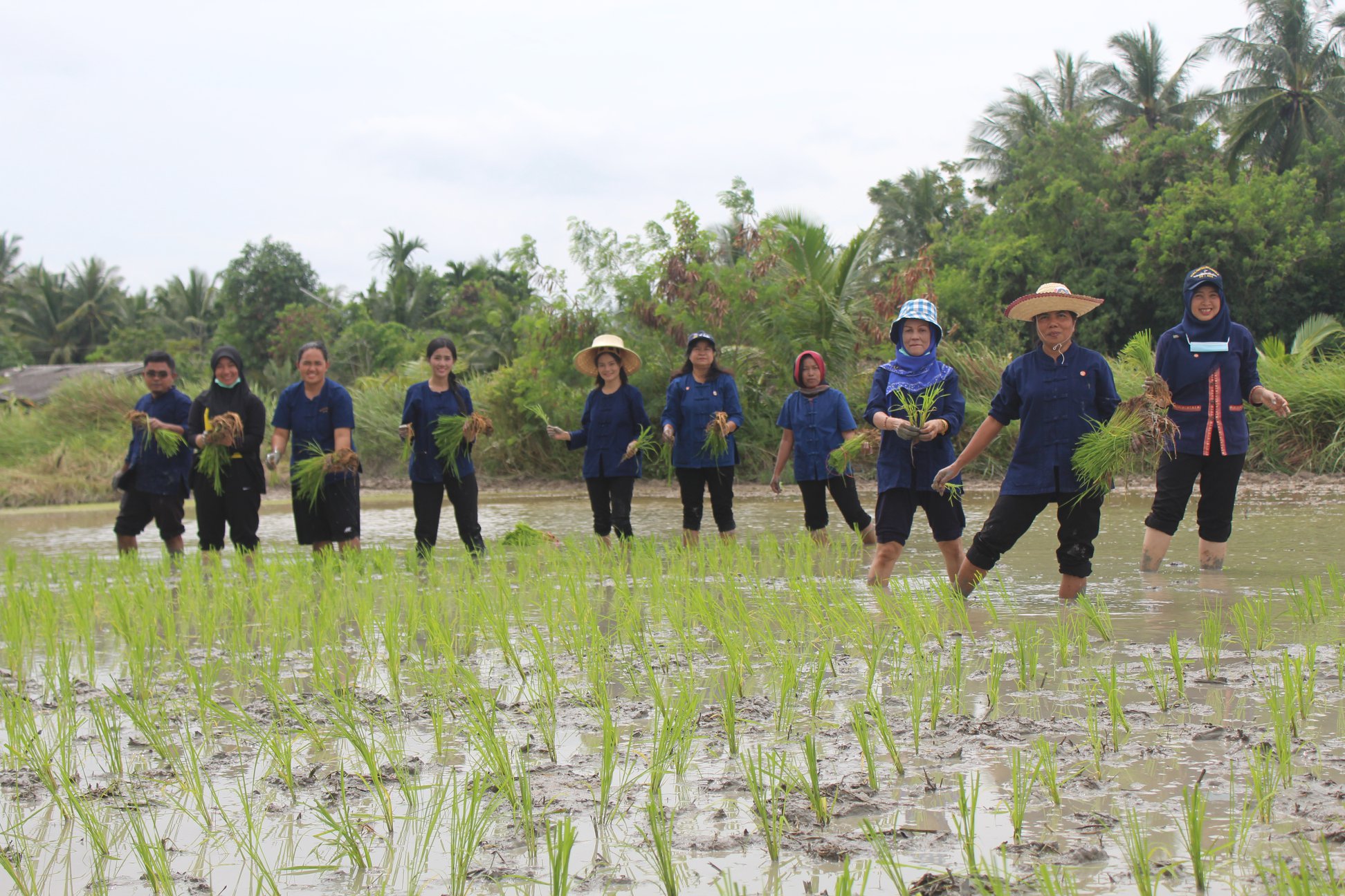 กิจกรรม : เอามื้อสามัคคี ดำนา ปลูกข้าว พช.ปัตตานี พัฒนาพื้นที่ต้นแบบพัฒนาคุณภาพชีวิตตามหลักทฤษฎีใหม่ประยุกต์สู่ “โคก หนอง นา โมเดล”