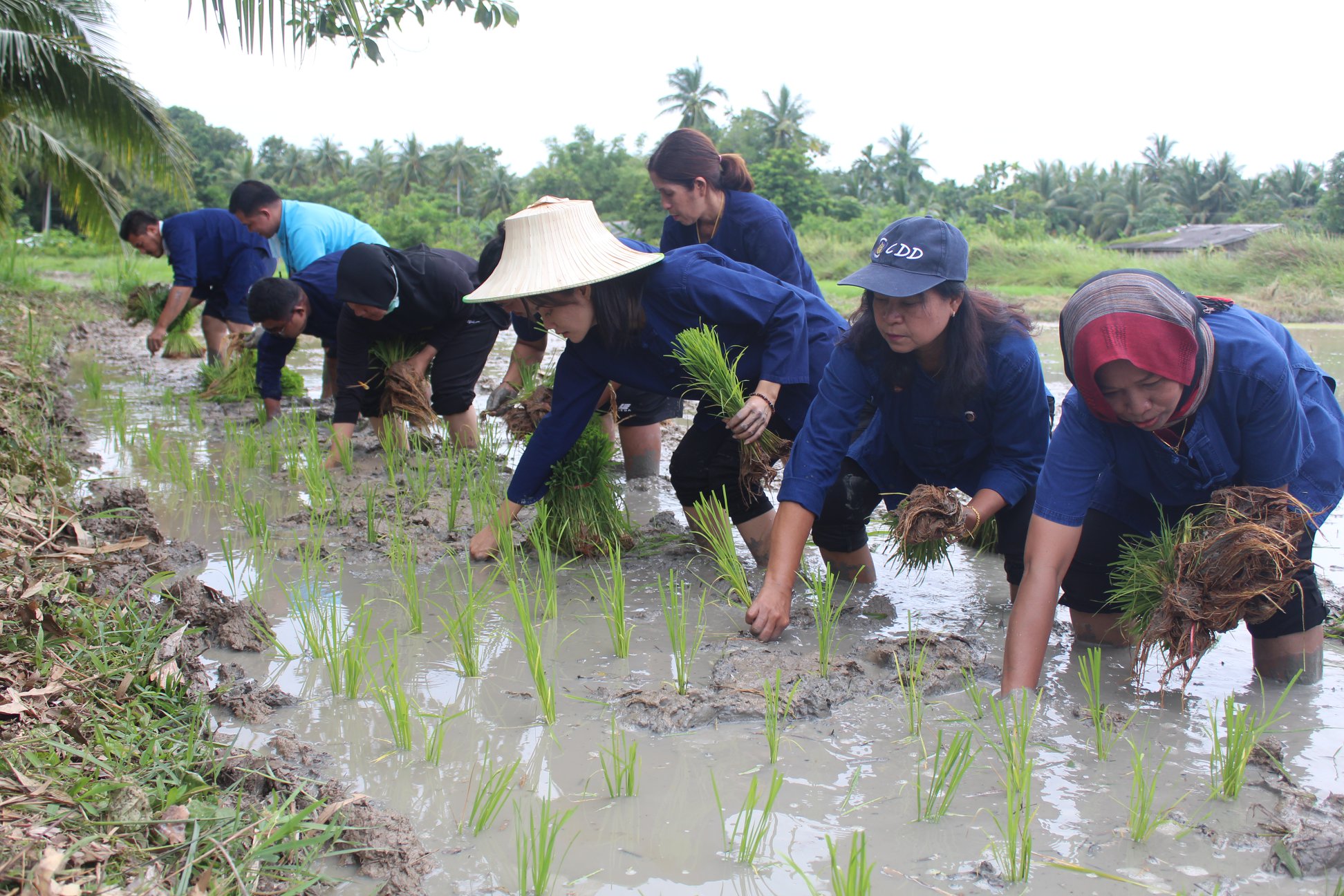 กิจกรรม : เอามื้อสามัคคี ดำนา ปลูกข้าว พช.ปัตตานี พัฒนาพื้นที่ต้นแบบพัฒนาคุณภาพชีวิตตามหลักทฤษฎีใหม่ประยุกต์สู่ “โคก หนอง นา โมเดล”