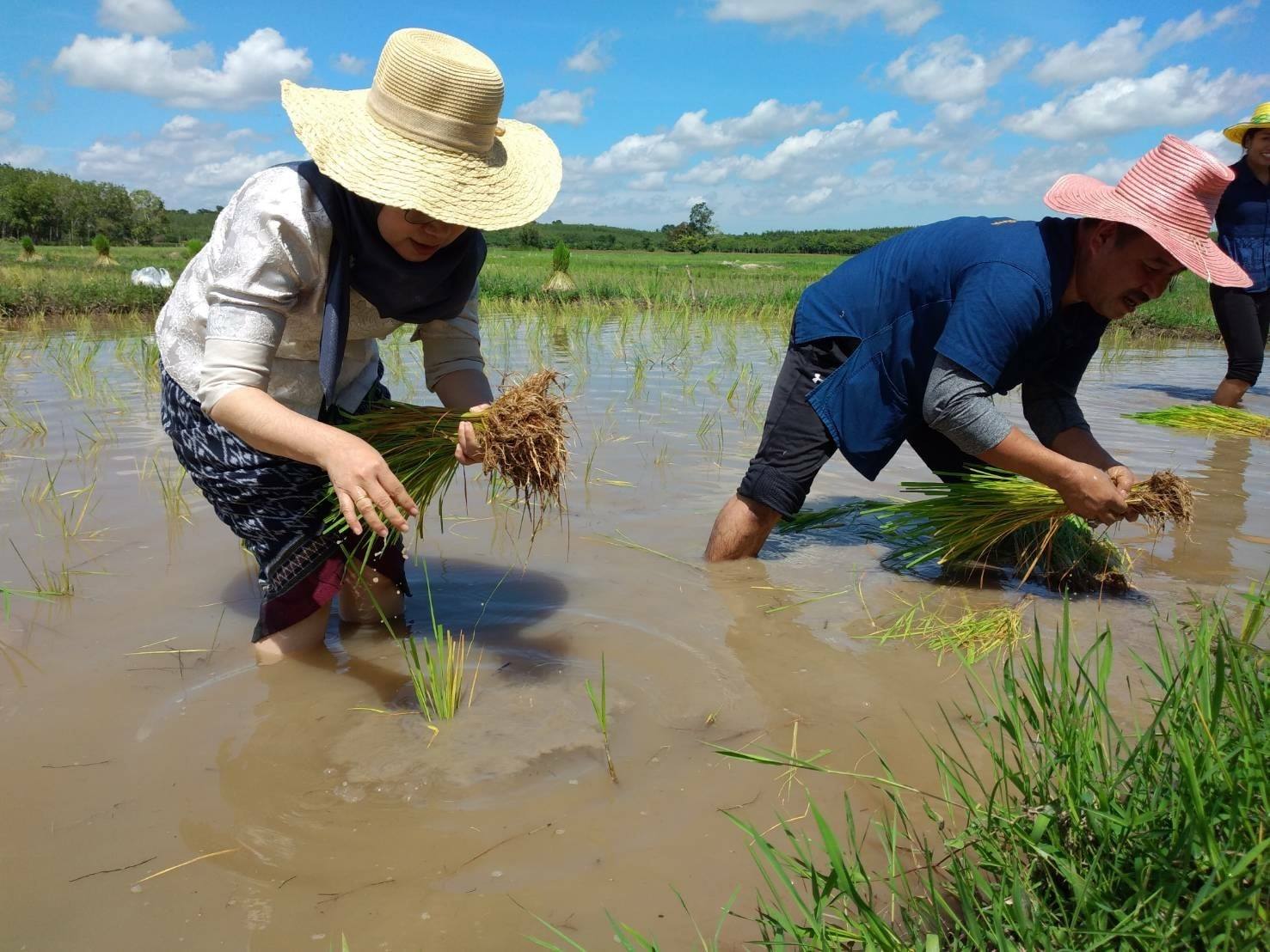 กิจกรรม : พช.ปัตตานี ลงพื้นที่ อำเภอโคกโพธิ์ เตรียมความพร้อมแลกเปลี่ยนเรียนรู้กิจกรรม “โคก หนอง นา โมเดล”