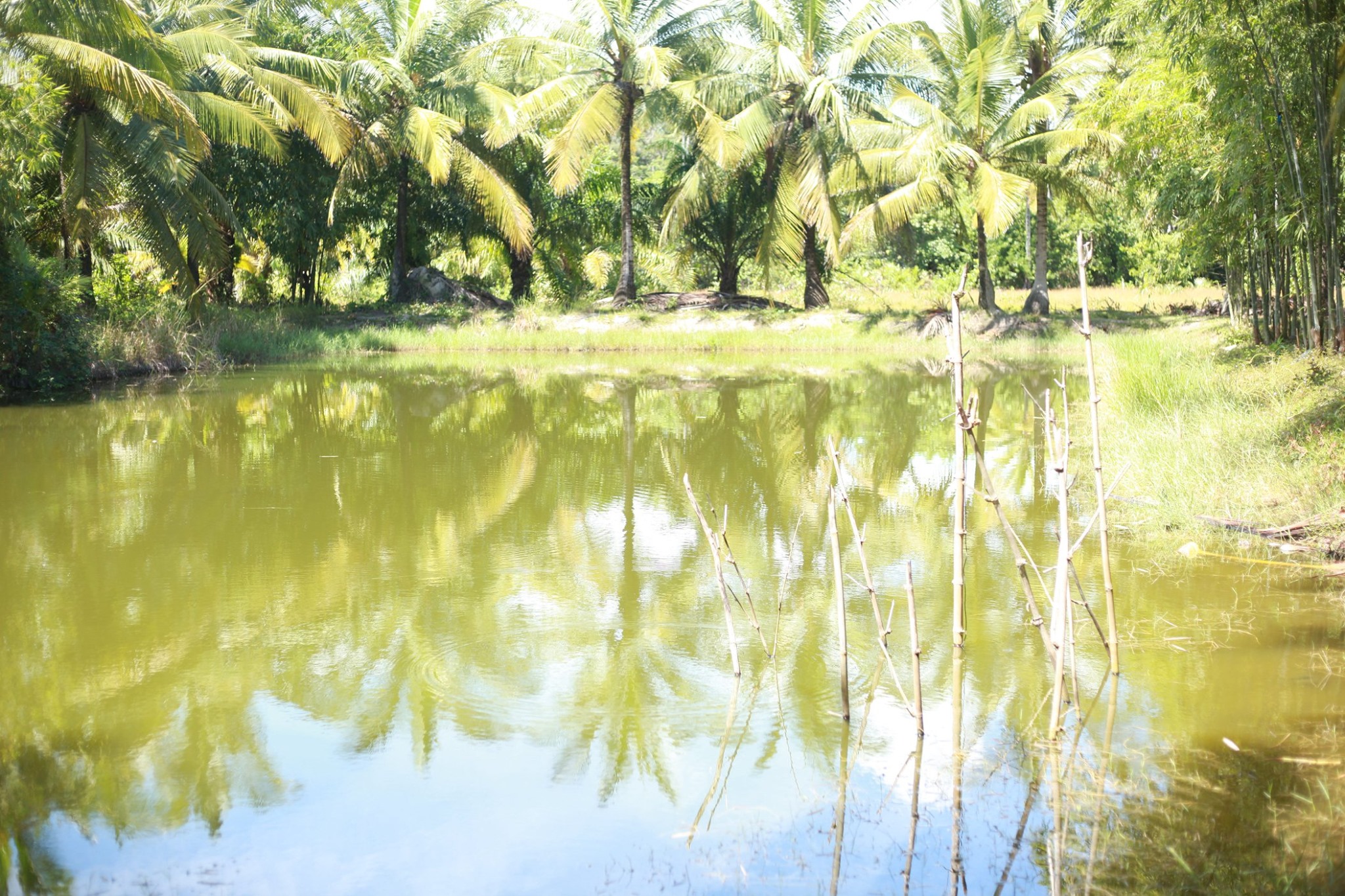 กิจกรรม : พช.ปัตตานี ลงพื้นที่ อำเภอไม้แก่น เตรียมความพร้อมพื้นที่เป้าหมายการดำเนินงาน “โคก หนอง นา โมเดล”