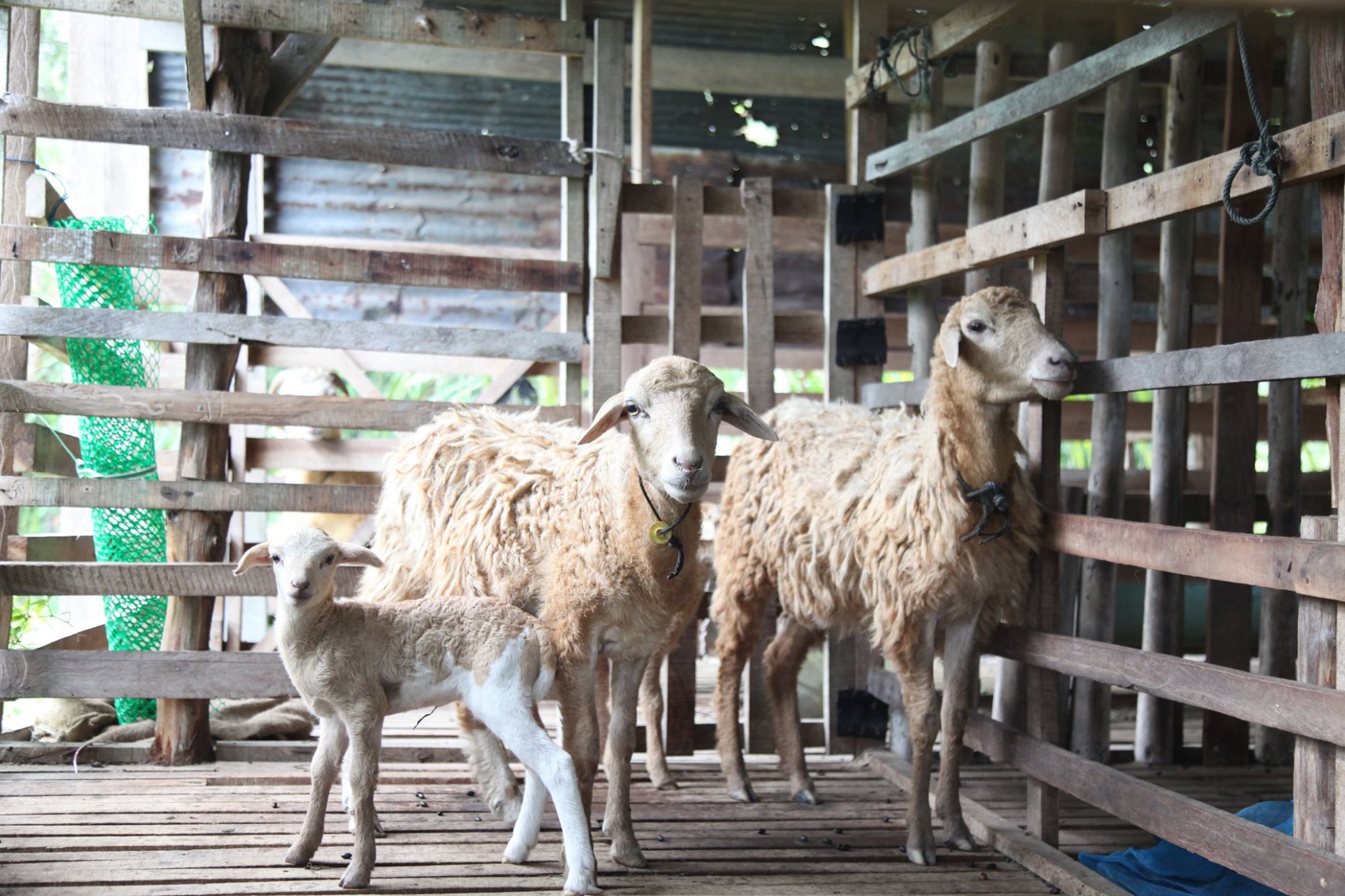 กิจกรรม : พช.ปัตตานี ลงพื้นที่ อำเภอยะหริ่ง เตรียมความพร้อมพื้นที่เป้าหมายการดำเนินงาน “โคก หนอง นา โมเดล”