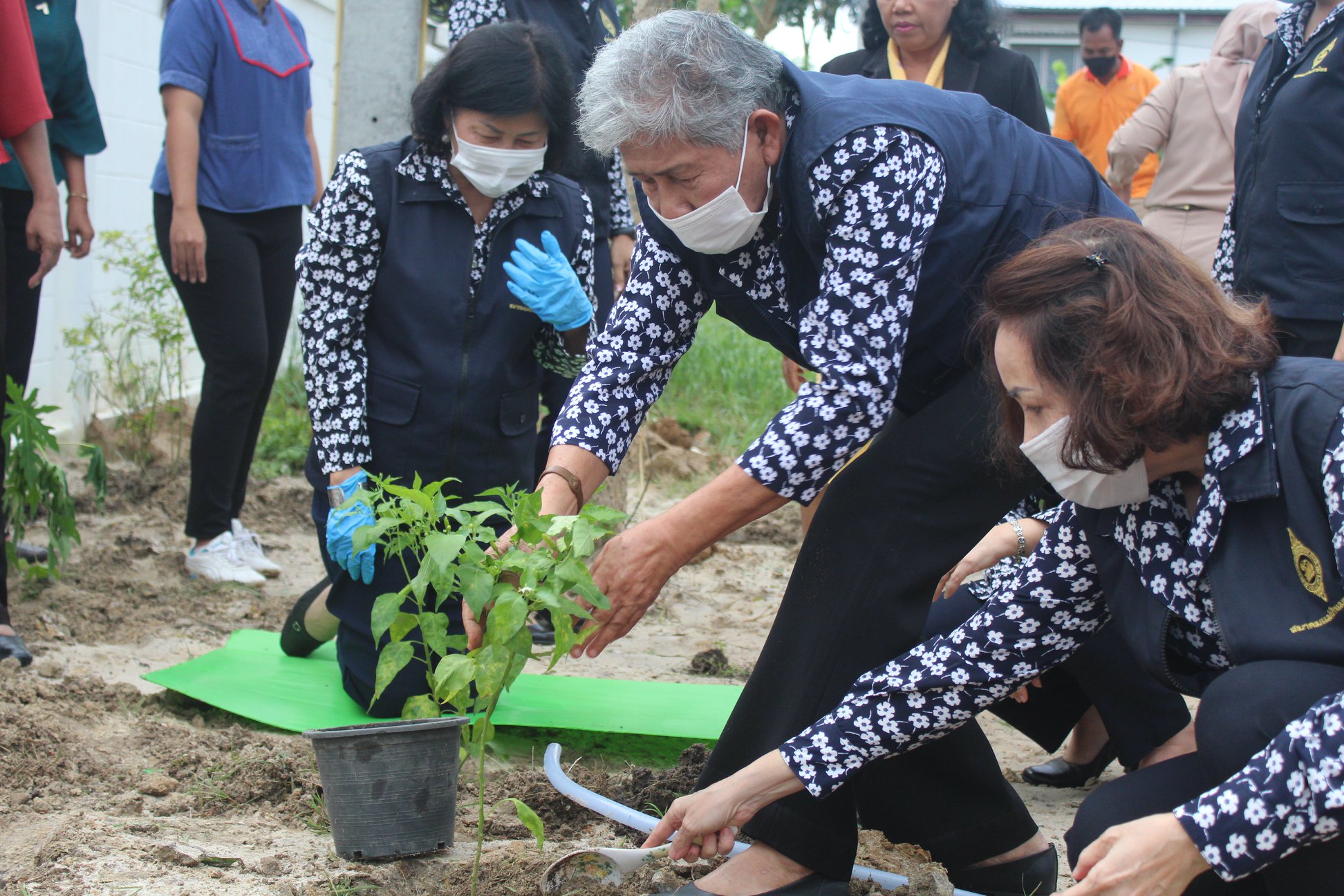 กิจกรรม : ปลูกผักต่อเนื่อง! พช.ปัตตานี สร้างวัฒนธรรมการปลูกผัก เพื่อสร้างความมั่นคงทางอาหารอย่างต่อเนื่อง