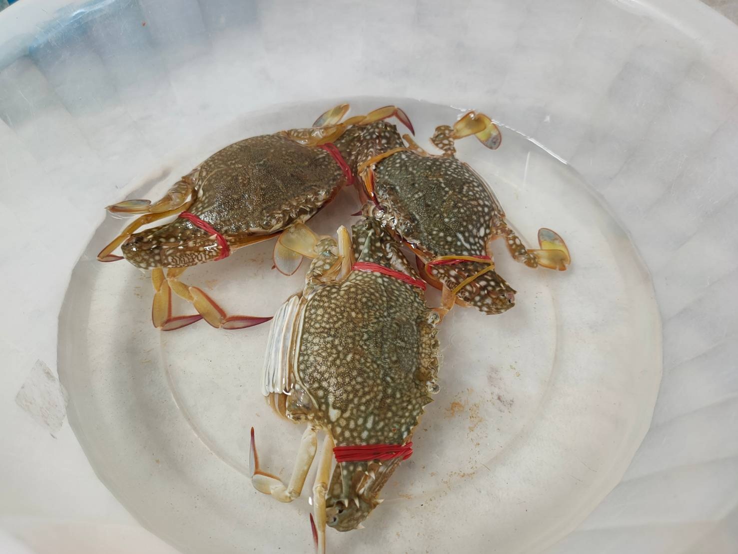 พช.ปัตตานี ร่วมขับเคลื่อนยุทธศาสตร์สานพลังประชารัฐ เพื่อเศรษฐกิจฐานราก เพิ่มรายได้ให้กับชุมชนอย่างยั่งยืน