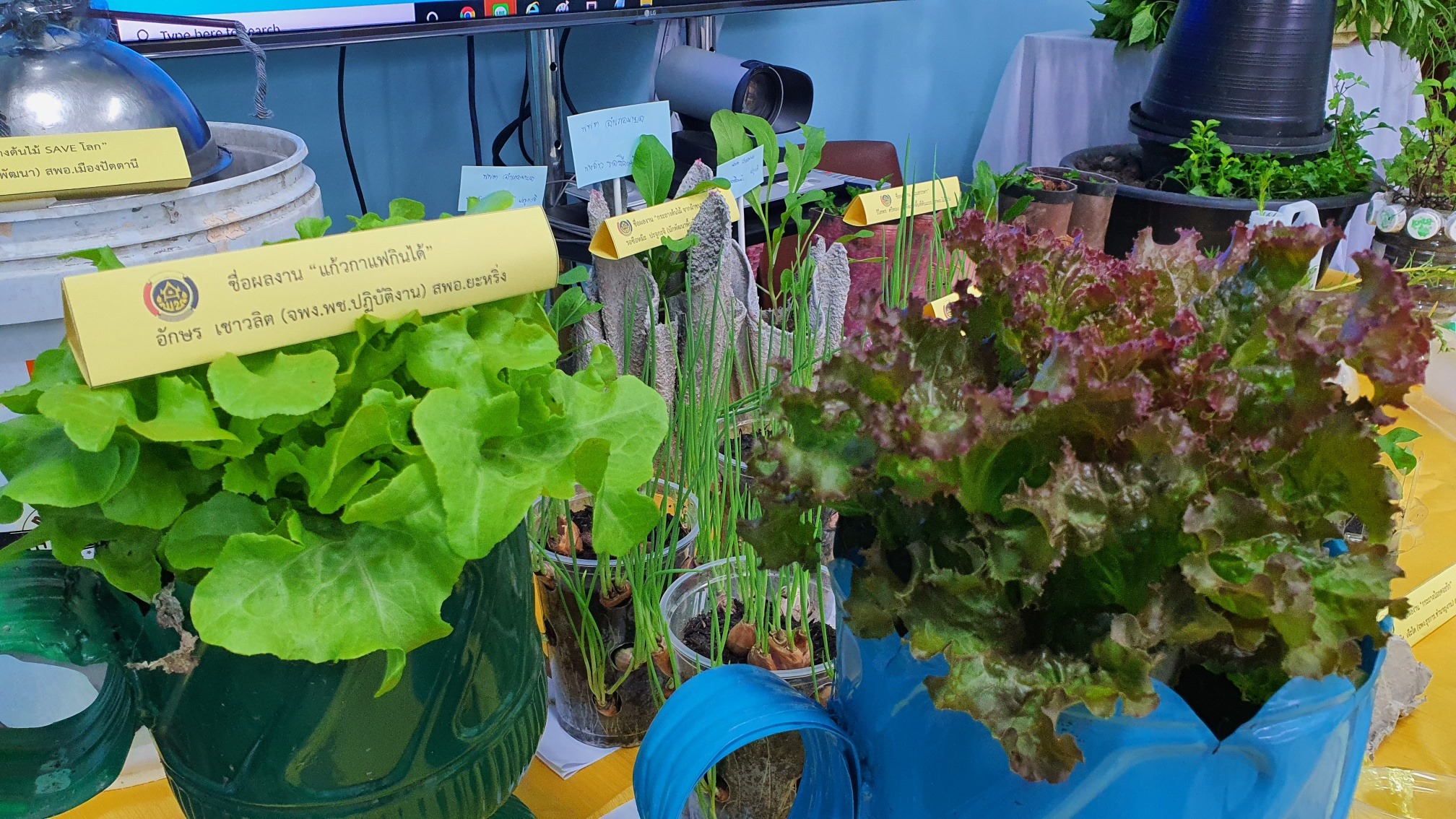 “ปลูกผักสร้างสรรค์ ปลูกได้ทุกรูปแบบ” พช.ปัตตานี จัดกิจกรรมเพื่อสร้างวัฒนธรรมการปลูกผักอย่างต่อเนื่อง” ต่อยอดแผนปฏิบัติการ 90 วัน ปลูกผักสวนครัวเพื่อสร้างความมั่นคงทางอาหาร