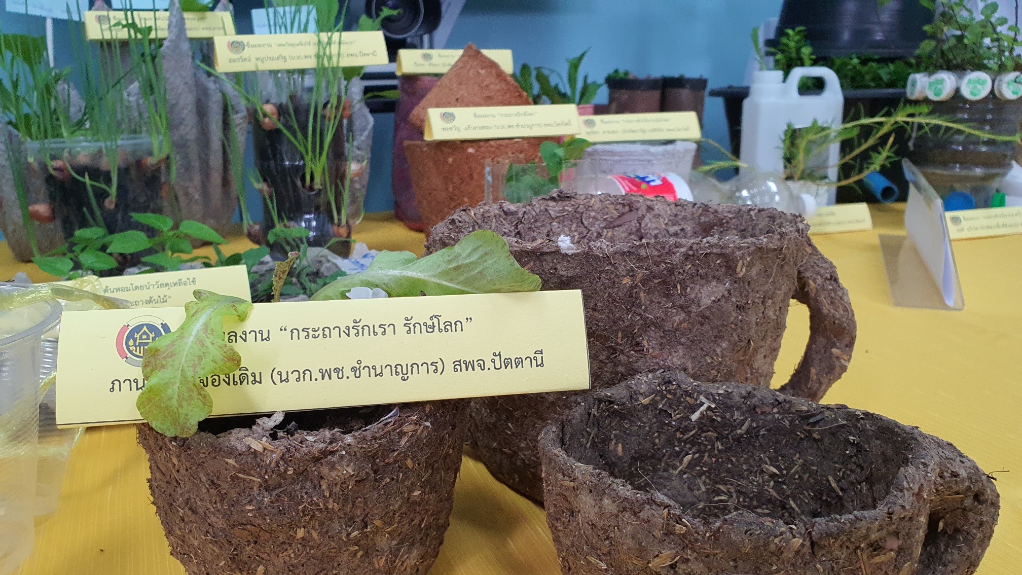 “ปลูกผักสร้างสรรค์ ปลูกได้ทุกรูปแบบ” พช.ปัตตานี จัดกิจกรรมเพื่อสร้างวัฒนธรรมการปลูกผักอย่างต่อเนื่อง” ต่อยอดแผนปฏิบัติการ 90 วัน ปลูกผักสวนครัวเพื่อสร้างความมั่นคงทางอาหาร