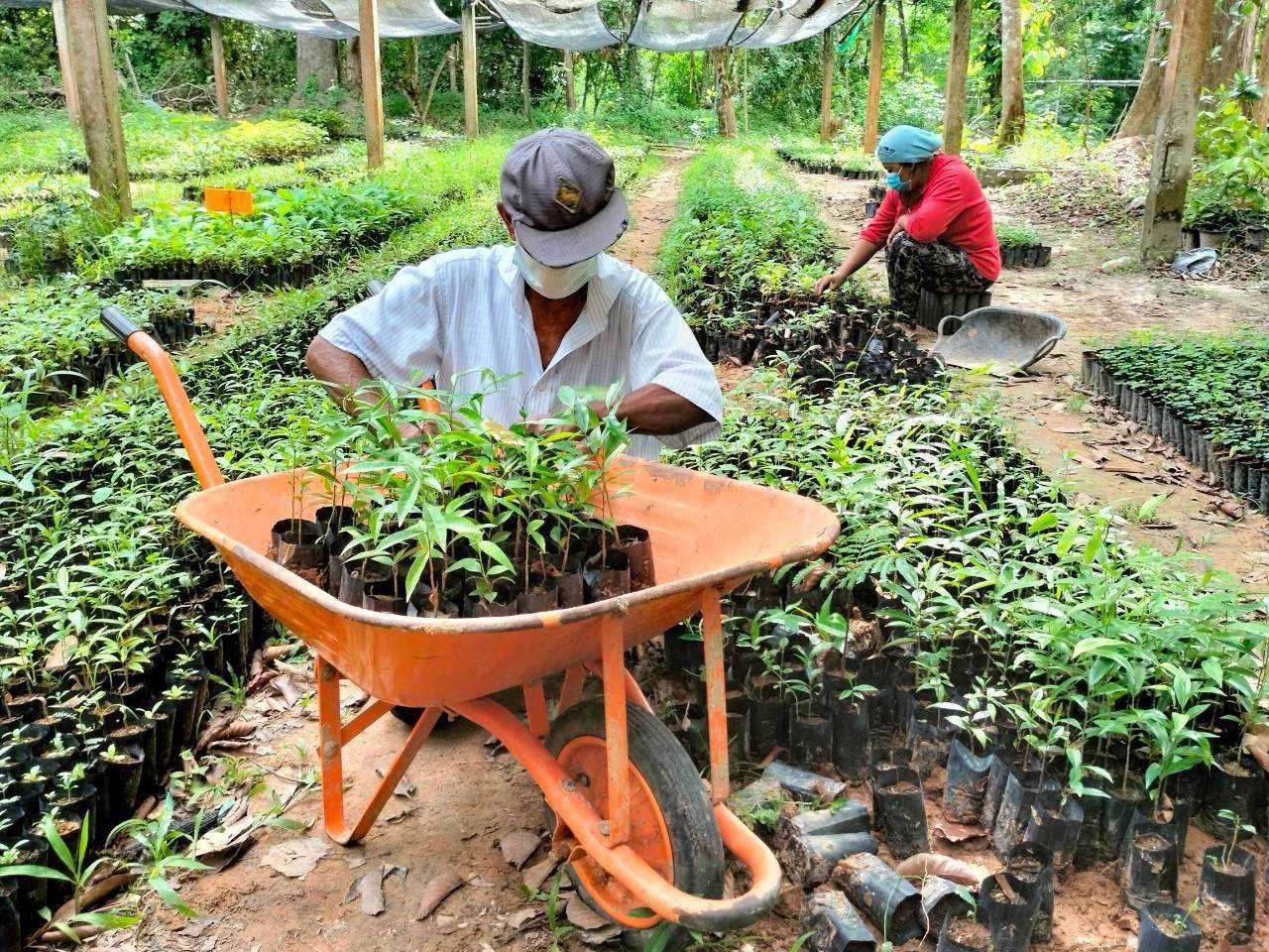 พช.ปัตตานี บูรณาการสถานีเพาะชำกล้าไม้จังหวัดปัตตานี สนับสนุนพันธุ์ไม้ จำนวน 3,820 ต้นกล้า ให้กับครัวเรือนต้นแบบในโครงการพัฒนาหมู่บ้านเศรษฐกิจพอเพียง