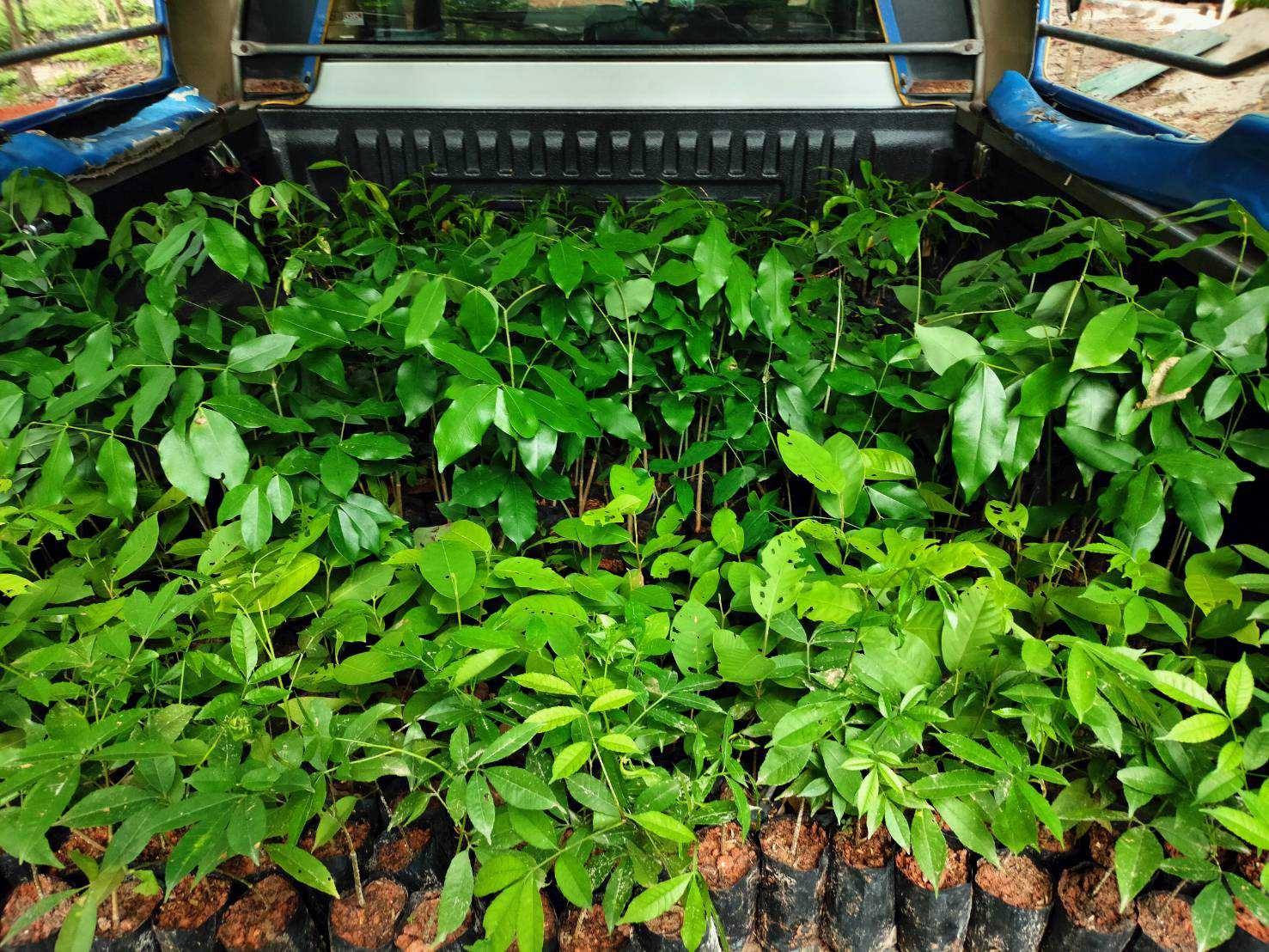 พช.ปัตตานี บูรณาการสถานีเพาะชำกล้าไม้จังหวัดปัตตานี สนับสนุนพันธุ์ไม้ จำนวน 3,820 ต้นกล้า ให้กับครัวเรือนต้นแบบในโครงการพัฒนาหมู่บ้านเศรษฐกิจพอเพียง