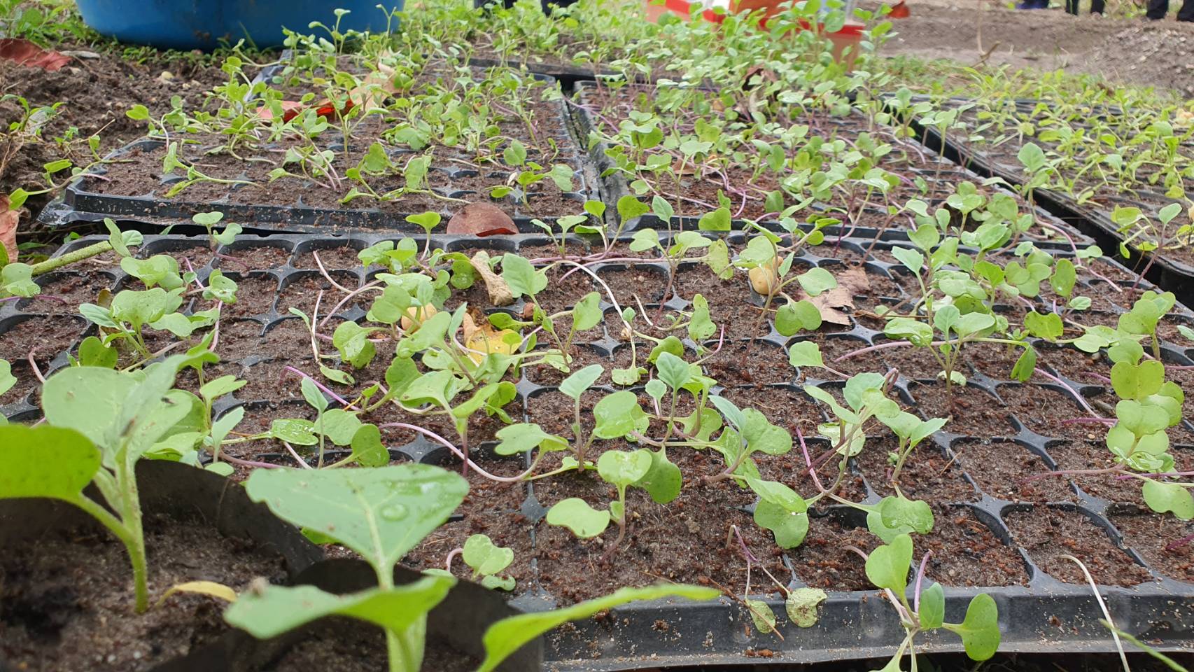 ผวจ.ปัตตานี” เปิดสวนหลังจวนผู้ว่าราชการจังหวัด ยกร่องปลูกผักสวนครัว” ร่วมขับเคลื่อนกิจกรรมสร้างวัฒนธรรมการปลูกผักอย่างต่อเนื่อง