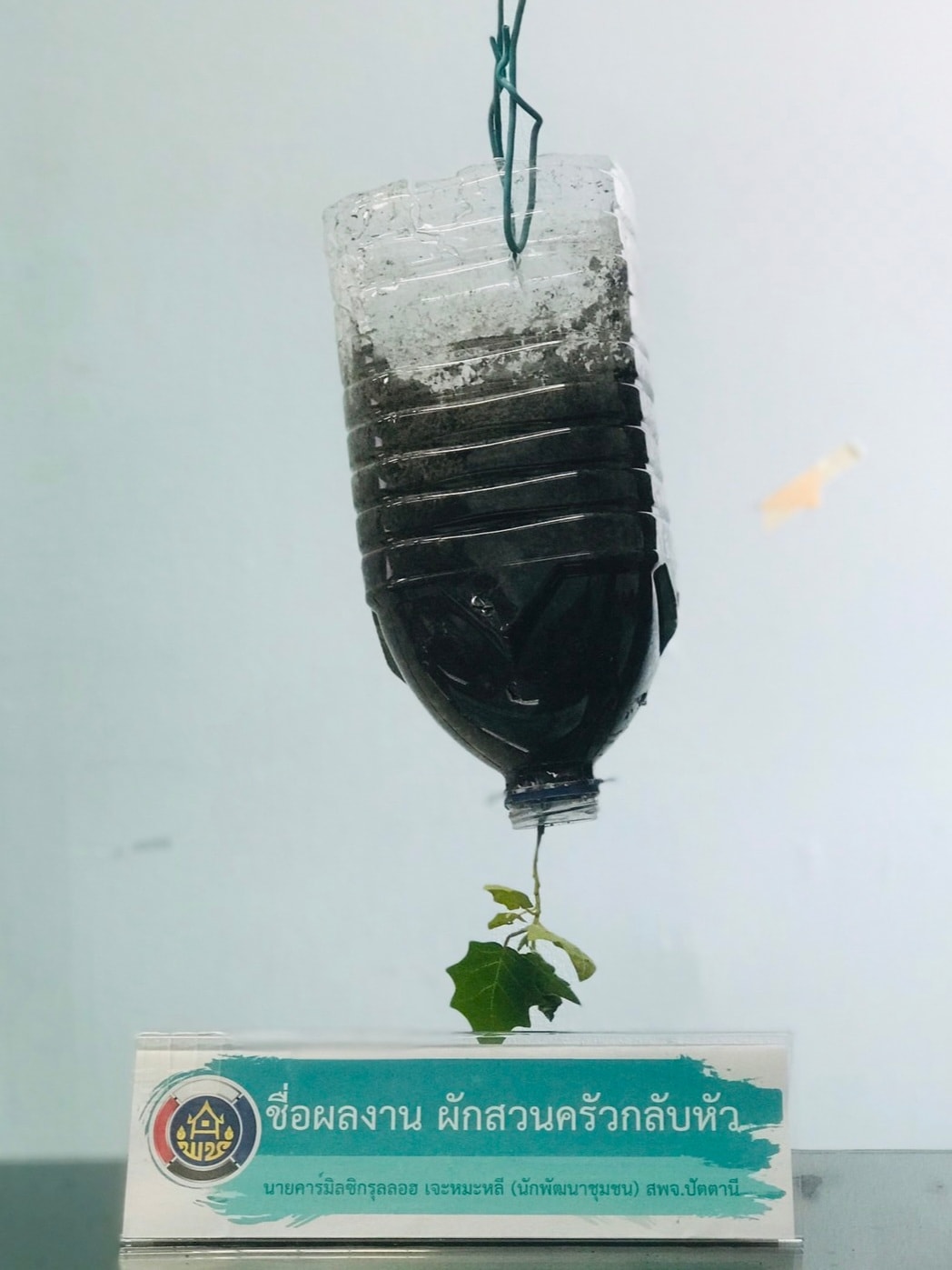 พช.ปัตตานี ประกวด idea ปลูกผักแบบสร้างสรรค์ ใช้นวัตกรรมและสิ่งประดิษฐ์จากวัสดุเหลือใช้ ต่อยอดแผนปฏิบัติการ 90 วัน ปลูกผักสวนครัวเพื่อสร้างความมั่นคงทางอาหาร