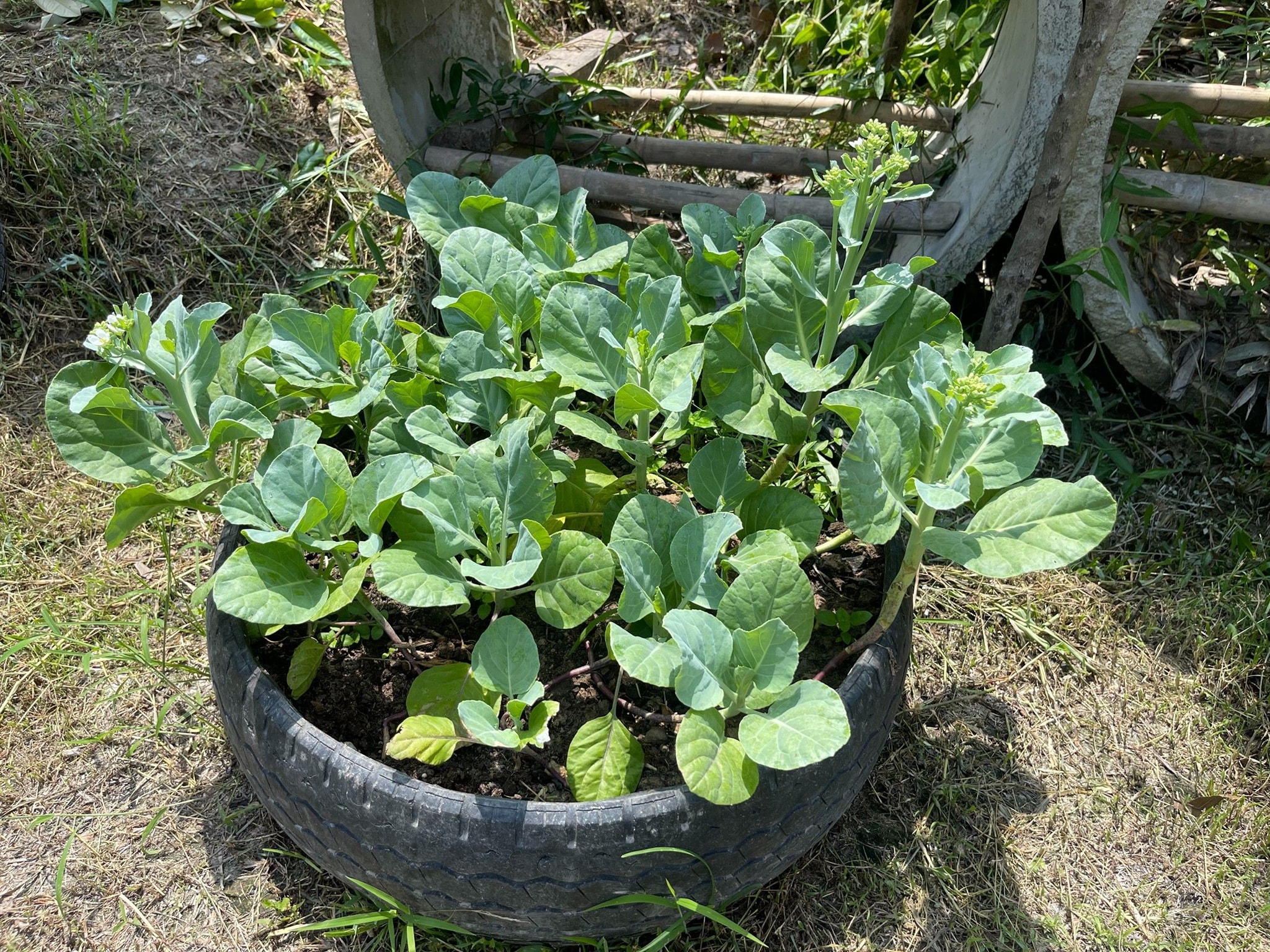 พช.ปัตตานี ค้นหาต้นแบบกิจกรรมปลูกผักสวนครัวสร้างความมั่นคงทางอาหาร น้อมนำแนวพระราชดำริของสมเด็จพระกนิษฐาธิราชเจ้า กรมสมเด็จพระเทพรัตนราชสุดาฯ สยามบรมราชกุมารี